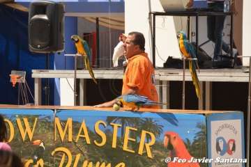 Espectáculo de aves exóticas de Paco Pluma en El Caracol (Foto Francisco Javier Santana)
